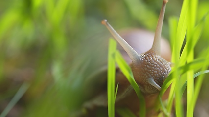 Image showing Snail on ground level macro photo