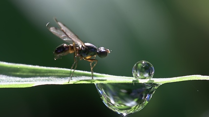 Image showing Small fly on grass blade macro footage