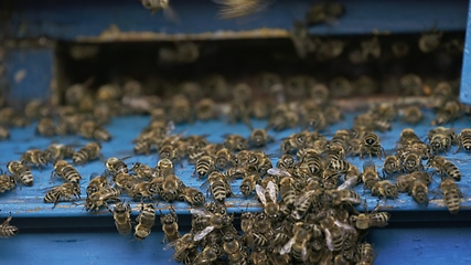 Image showing Entrance of beehive with workers going in and out