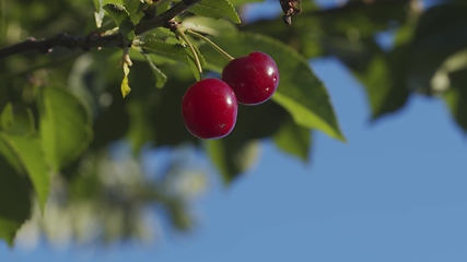 Image showing Fresh fruit on the tree