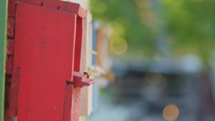 Image showing Honey bees on a hive cluster