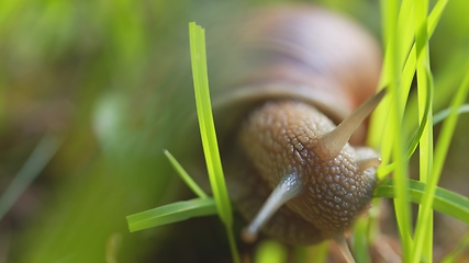 Image showing Snail on ground level macro photo