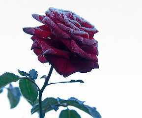 Image showing Rose under hoar-frost