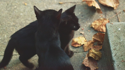 Image showing Mother cat with her young one closeup footage