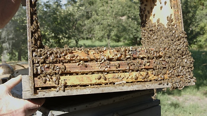 Image showing Honey bees on a hive cluster