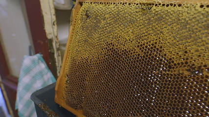 Image showing Honey bees on a hive cluster