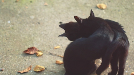 Image showing Mother cat with her young one closeup footage