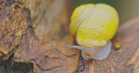 Image showing Small yellow snail crawling on the tree