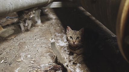 Image showing Stray catn in industrial interior