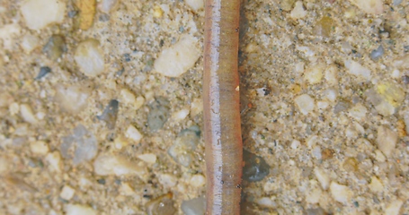 Image showing Earthworm closeup footage with bright red blood flowing through the body