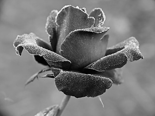 Image showing Rose under hoar-frost