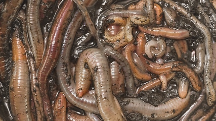 Image showing Many earthworms crawling together closeup footage