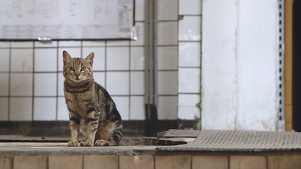 Image showing Stray catn in industrial interior