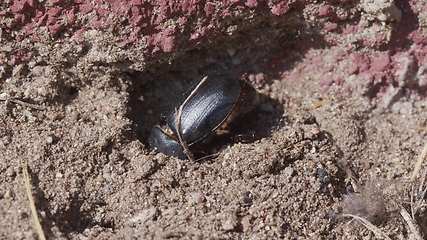 Image showing LArge beetle on the ground