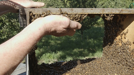 Image showing Honey bees on a hive cluster