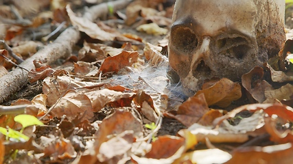 Image showing old skull on the ground covered with leaves