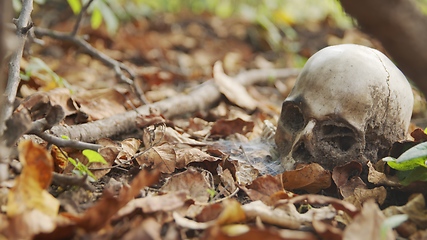 Image showing old skull on the ground covered with leaves