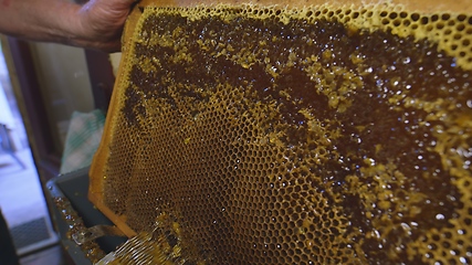 Image showing Honey bees on a hive cluster