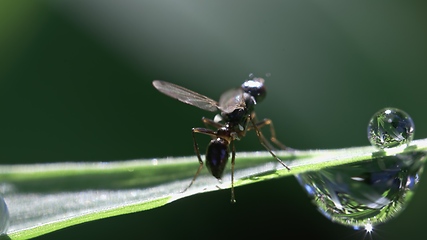 Image showing Small fly on grass blade macro footage