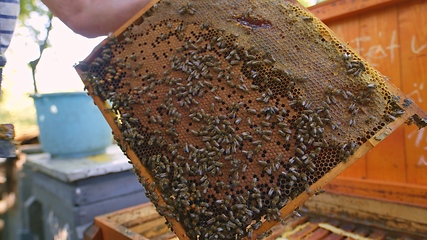 Image showing Honey bees on a hive cluster