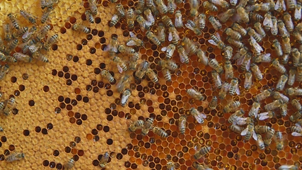 Image showing Honey bees on a hive cluster