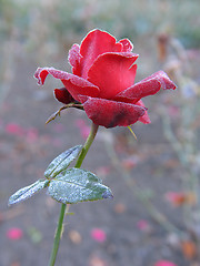 Image showing Rose under hoar-frost