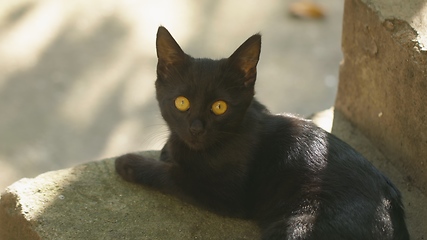 Image showing Young cat outdoors closeup footage