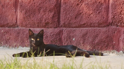 Image showing Young cat outdoors closeup footage