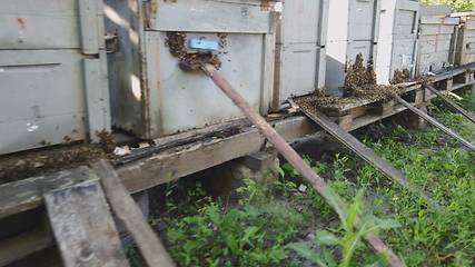 Image showing Several nests aligned at bee cultivation farm motion footage