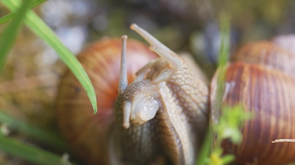 Image showing Snail on ground level macro photo