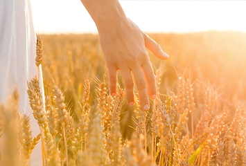 Image showing hand touching wheat spickelets on cereal field