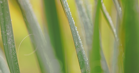 Image showing Green plant leaves with dew on top