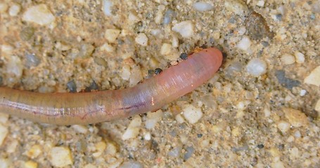 Image showing Earthworm closeup footage with bright red blood flowing through the body