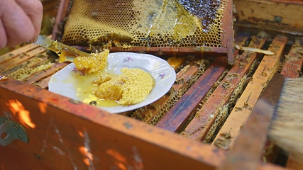 Image showing Raw honey with honeycomb from the beehive