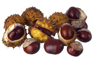 Image showing chestnut