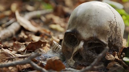 Image showing old skull on the ground covered with leaves