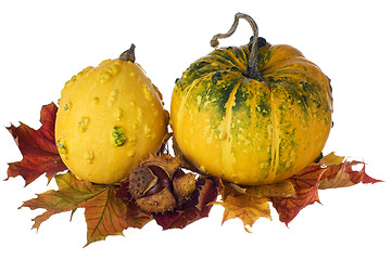 Image showing pumpkin