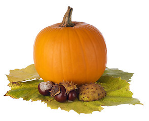 Image showing pumpkin