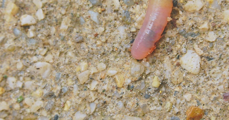 Image showing Earthworm closeup footage with bright red blood flowing through the body