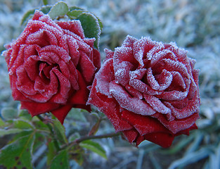 Image showing Rose under hoar-frost