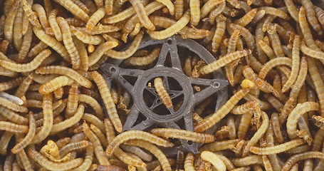 Image showing Lots of worms crawling as background texture closeup footage