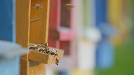 Image showing Honey bees on a hive cluster