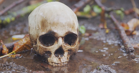 Image showing Old human skull in the rain closeup footage