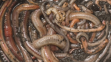 Image showing Many earthworms crawling together closeup footage