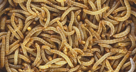 Image showing Abundance of worms as background texture closeup footage