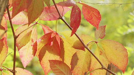 Image showing Autumnal leaves blown by the wind closeup