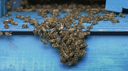 Image showing Honey bees on a hive cluster