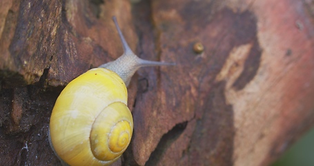 Image showing Small yellow snail crawling on the tree