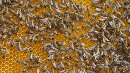 Image showing Honey bees on a hive cluster