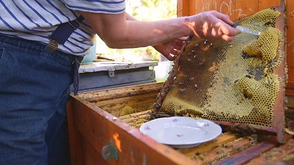 Image showing Extracting honeycomb from hive cluster